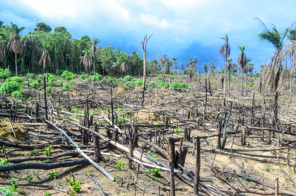 Deforestation in Sierra Leone