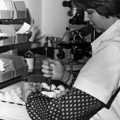 Inoculating Eggs, 1968